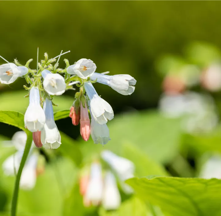 Garten-Beinwell 'Hidcote Blue'