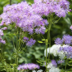 Thalictrum aquilegifolium