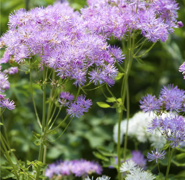 Akeleiblättrige Wiesenraute