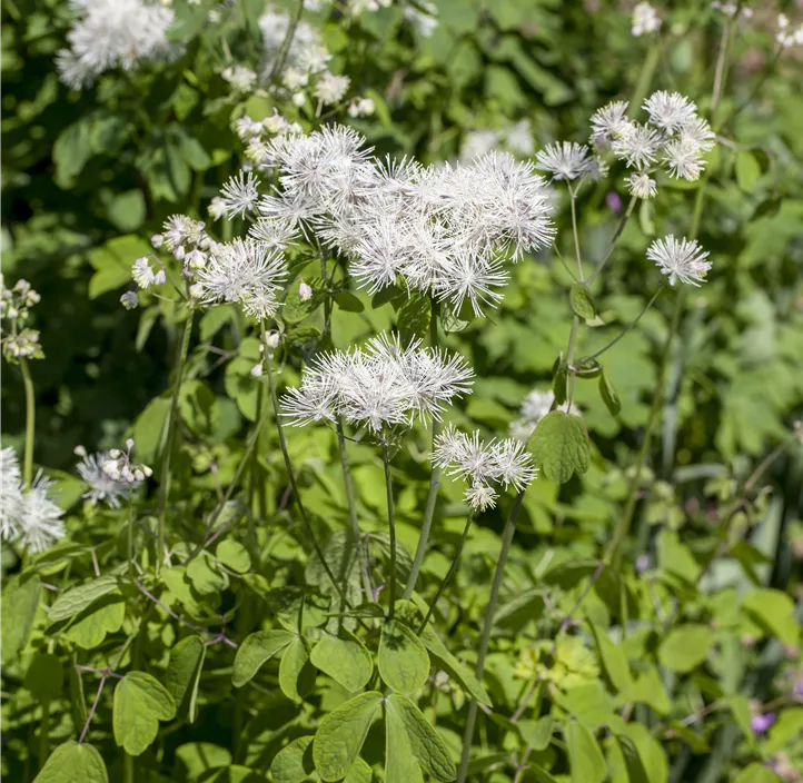 Akeleiblättrige Wiesenraute