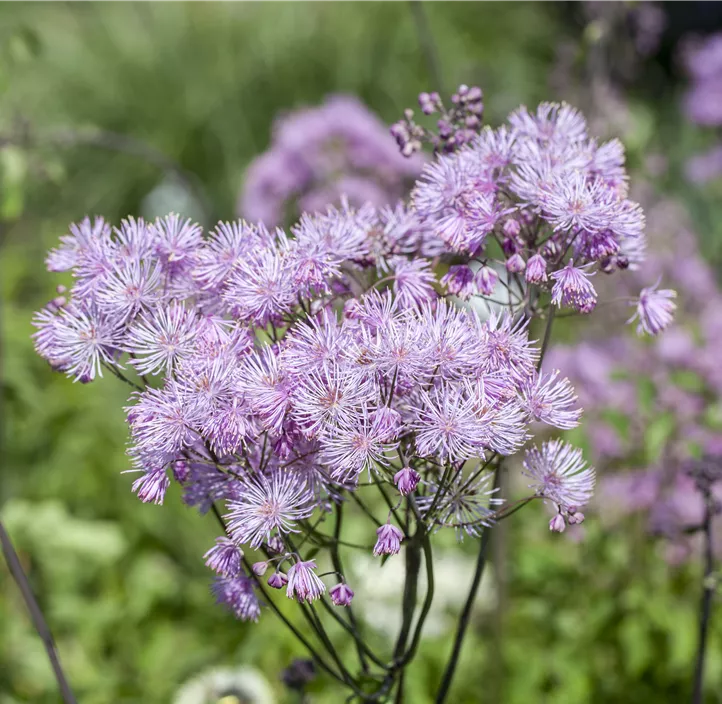 Akeleiblättrige Wiesenraute