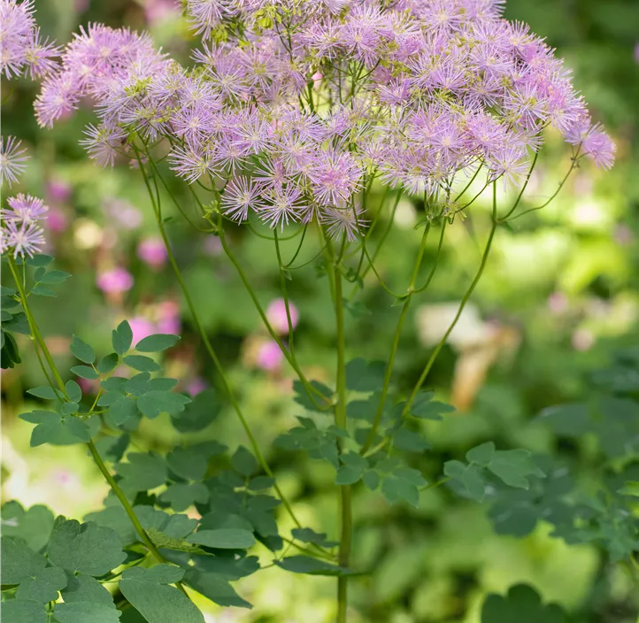 Akeleiblättrige Wiesenraute