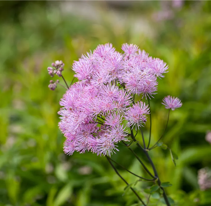 Akeleiblättrige Wiesenraute