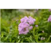 bellaflora Gartencenter GmbH