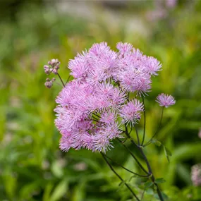 Thalictrum 'Little Pinkie'