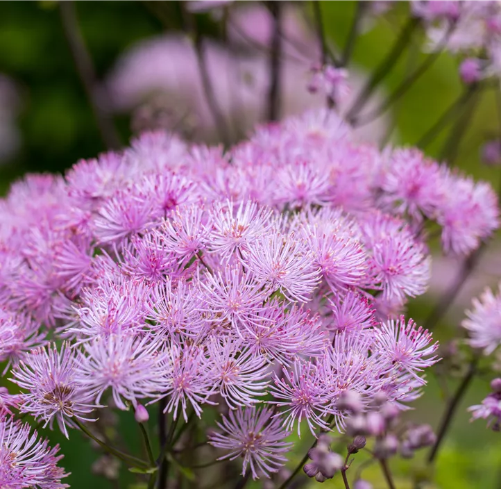 Akeleiblättrige Wiesenraute