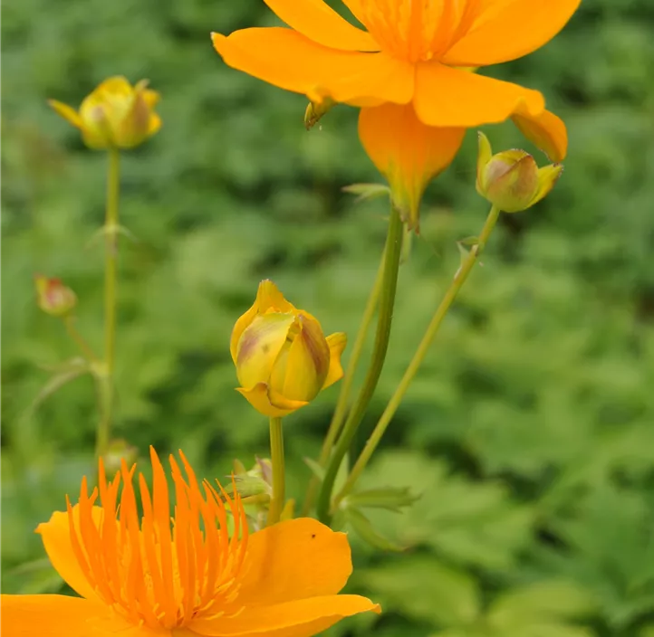 Europäische Trollblume