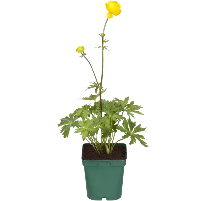 Europäische Trollblume