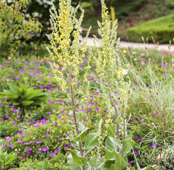 Kandelaber-Königskerze