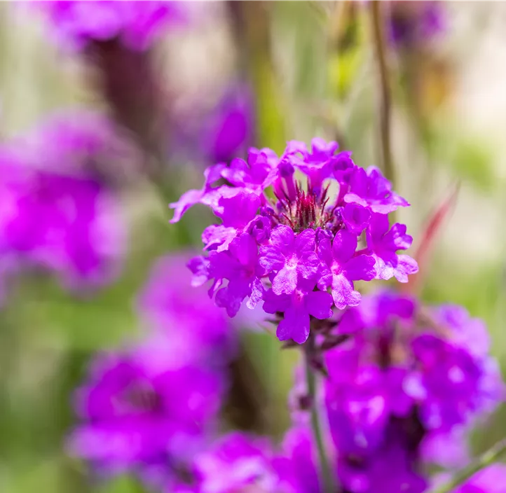 Steifes Eisenkraut 'Venosa'