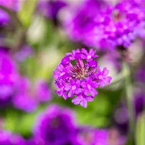 Verbena rigida Venosa