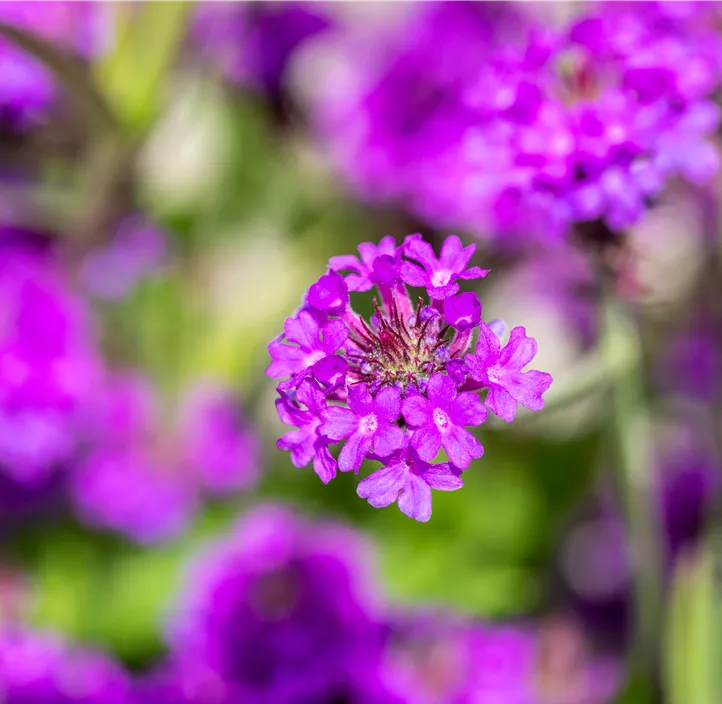 Steifes Eisenkraut 'Venosa'