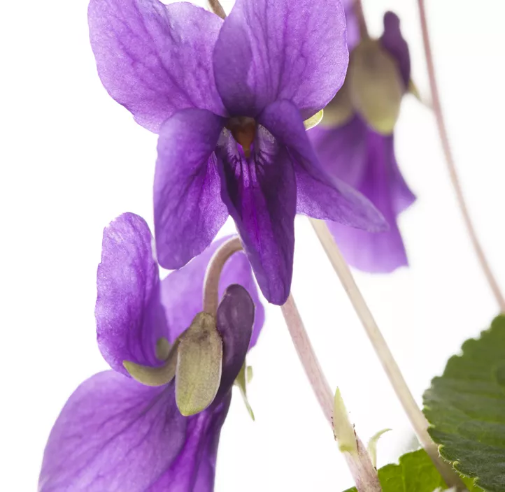 Garten-Duft-Veilchen 'Königin Charlotte'