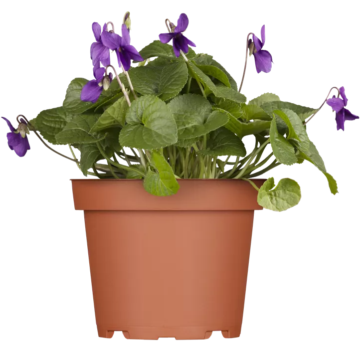 Garten-Duft-Veilchen 'Königin Charlotte'