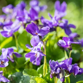 Viola odorata Königin Charlotte