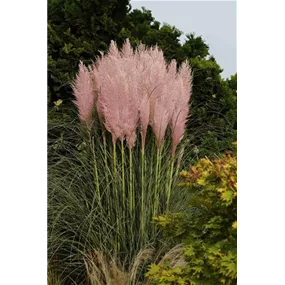 Cortaderia selloana 'Pink'