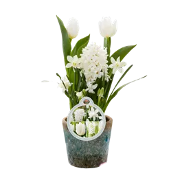 Blumenzwiebelmix 'Cocktail' Creme