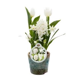 Blumenzwiebelmix 'Cocktail' Creme