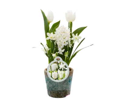 Blumenzwiebelmix 'Cocktail' Creme