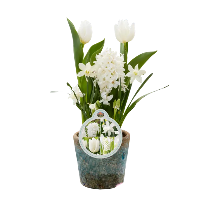 Blumenzwiebelmix 'Cocktail' Creme