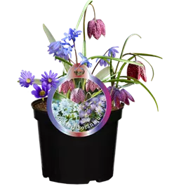 Blumenzwiebelmix 'Cocktail Botanique'