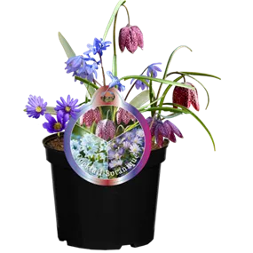Blumenzwiebelmix 'Cocktail Botanique'