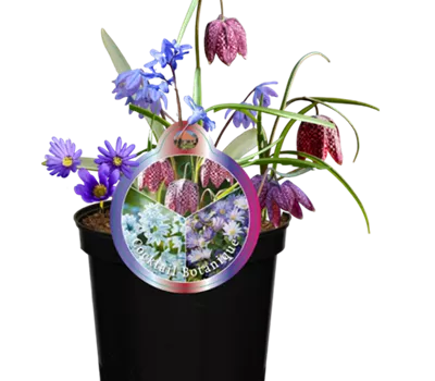 Blumenzwiebelmix 'Cocktail Botanique'