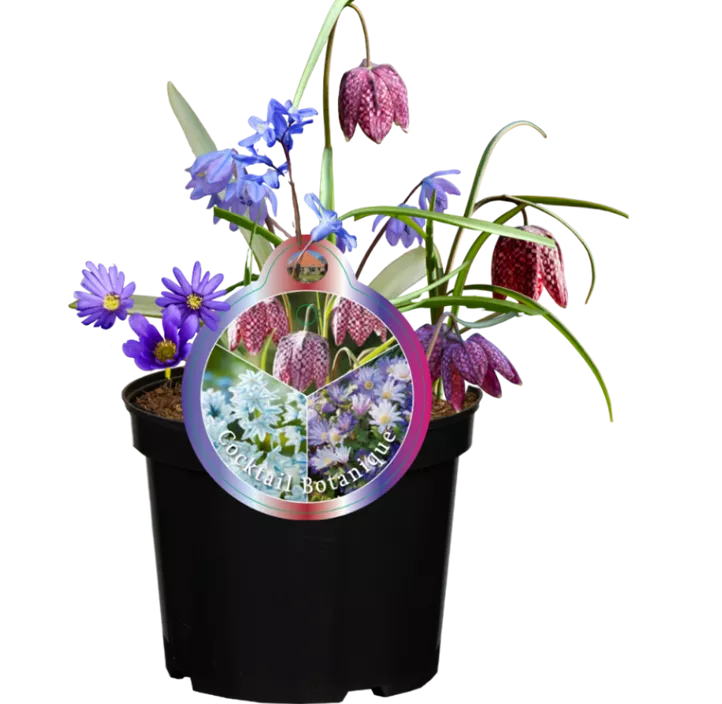 Zwiebelmix Botanique