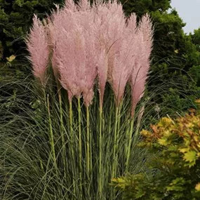 Cortaderia selloana 'Pink'