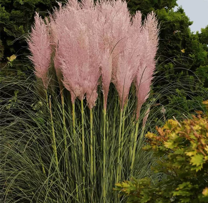 Garten-Pampasgras 'Pink'