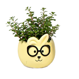Mini-Grünpflanze im Hasentopf
