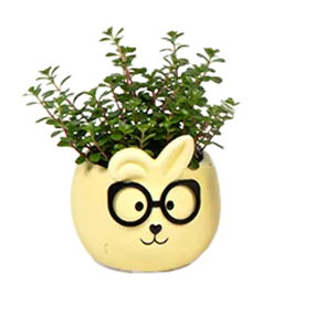 Mini-Grünpflanze im Hasentopf
