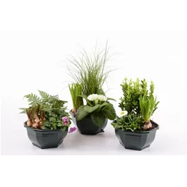 Outdoor-Pflanzen Arrangement
