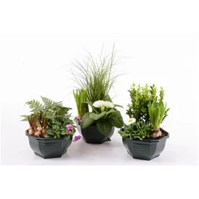 Outdoor-Pflanzen Arrangement