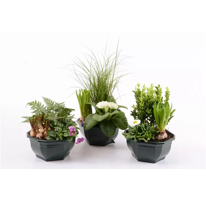 Outdoor-Pflanzen Arrangement