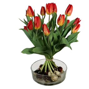 Tulpenstrauß mit Zwiebeln 