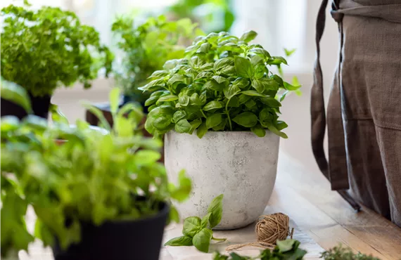 Küchenkräuter Ambiente 