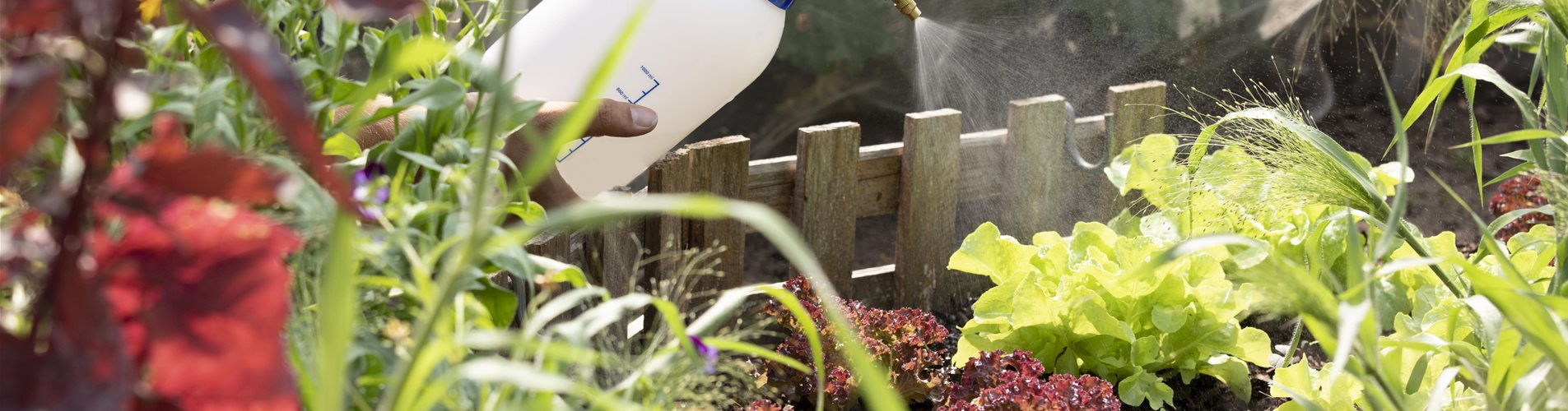 GS593284_Pflanzenschutzmittel auf Salat sprühen_-0-0-6720-3780 GS593284_Pflanzenschutzmittel auf Salat sprühen_-0-0-6720-3780