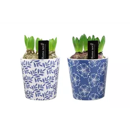 Arrangement Royal Rhapsody