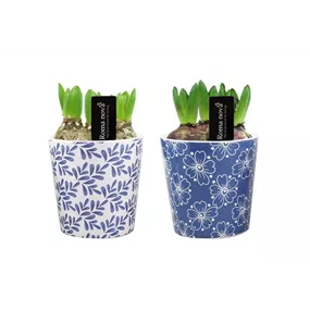 Arrangement Royal Rhapsody