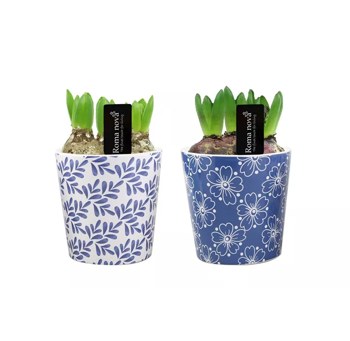 Arrangement Royal Rhapsody