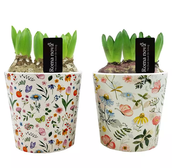 Arrangement Bella Bloom