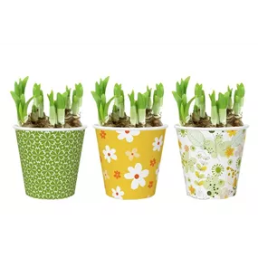 Arrangement Spring Serenity