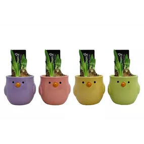 Arrangement Bouncy Birds