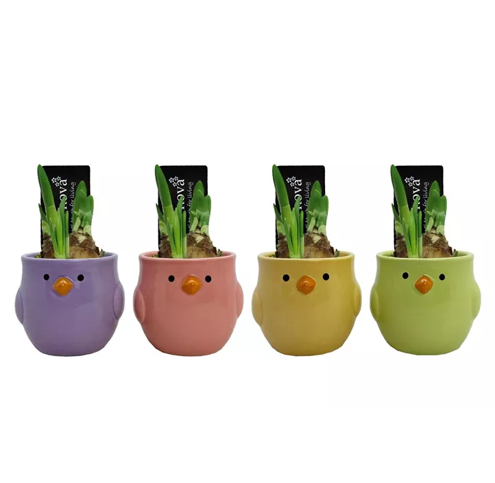 Arrangement Bouncy Birds