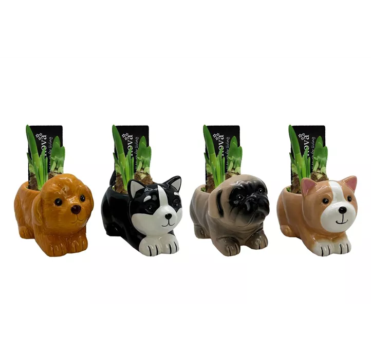 Arrangement Cuddly Cuties