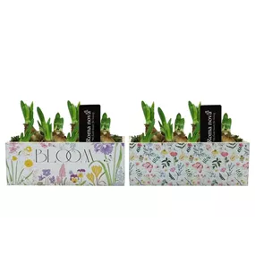 Arrangement Garden Grace