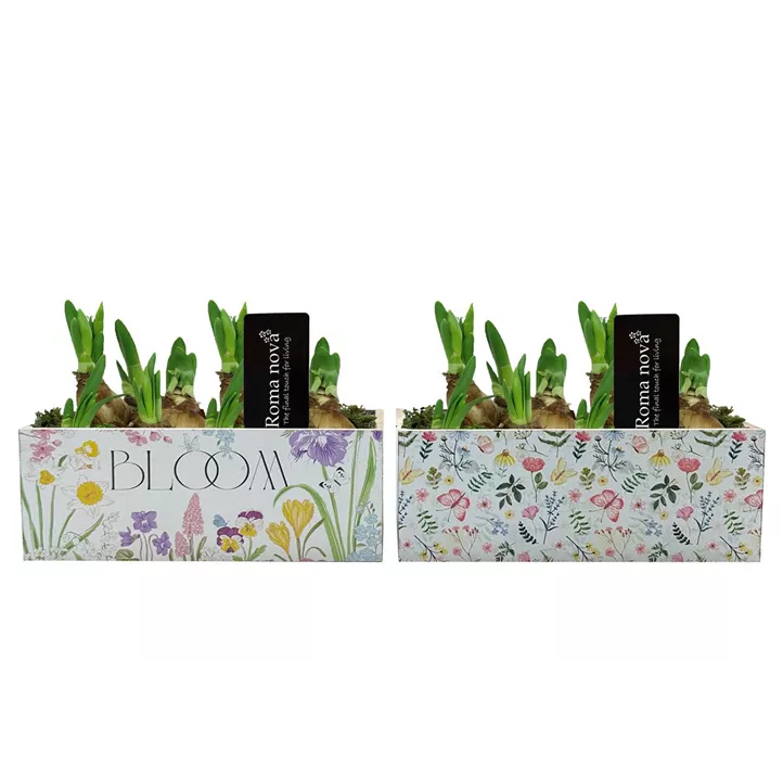 Arrangement Garden Grace