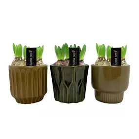 Arrangement Grassland Groove