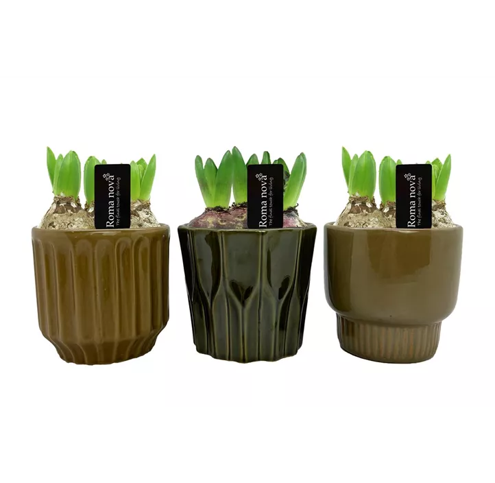 Arrangement Grassland Groove